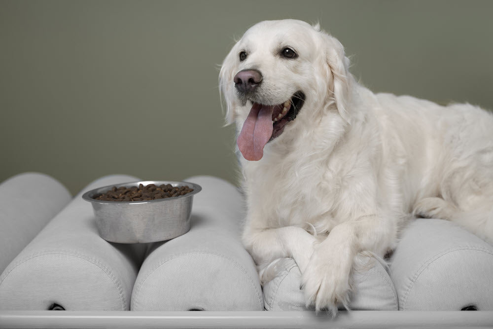 What Type of Food Treats & Supplements Should I Feed Senior Dogs
