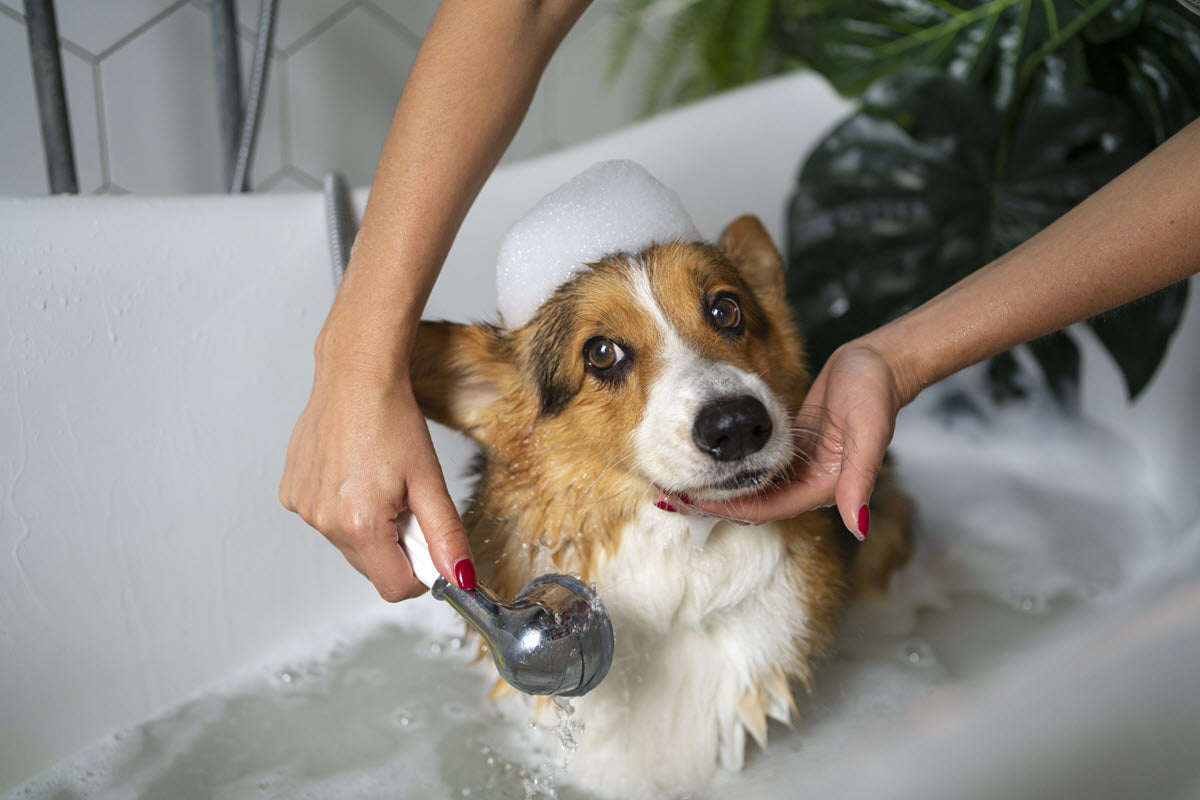 Golden Tips: Make Bath Time Less Stressful for Your Pet