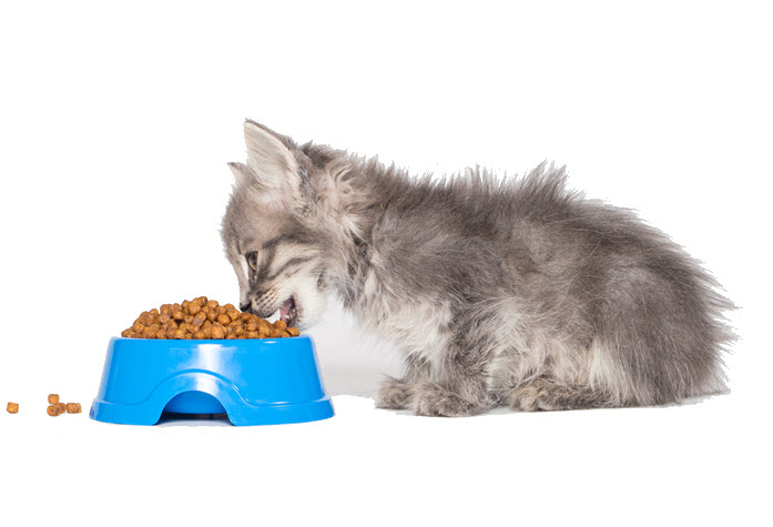 Cat and Kitten  Food