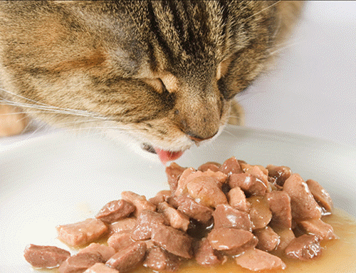 Different Types of Cat Food Available for Pet Owners
