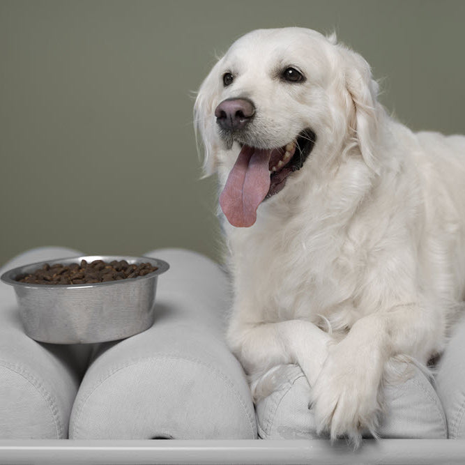 What Type of Food Treats & Supplements Should I Feed Senior Dogs