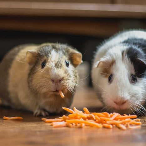 What to Feed Rabbits Hamsters Guinea Pigs and Chinchillas