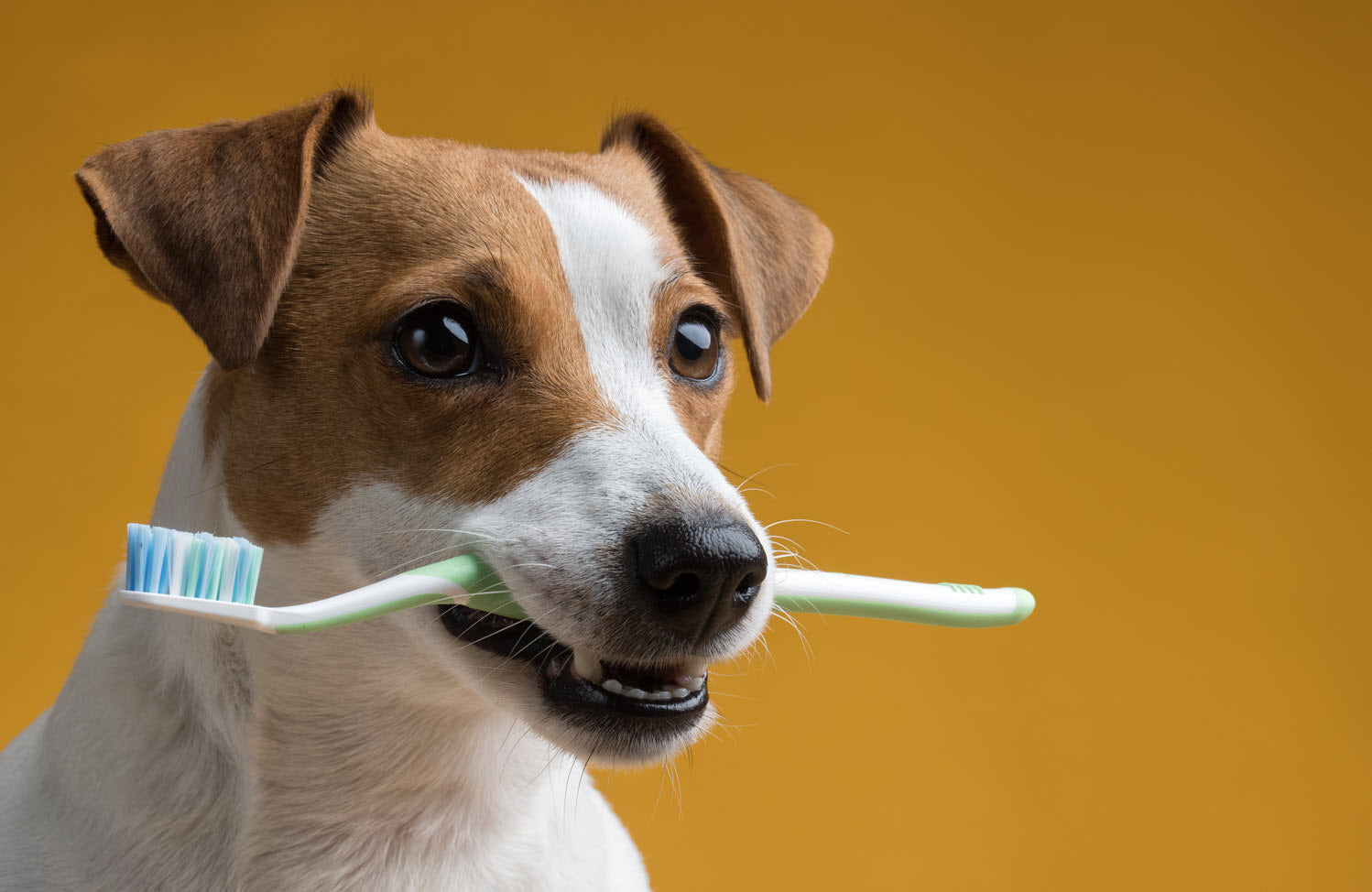 Dog’s Oral Hygiene – Types Of Oral Cleaning Methods Available