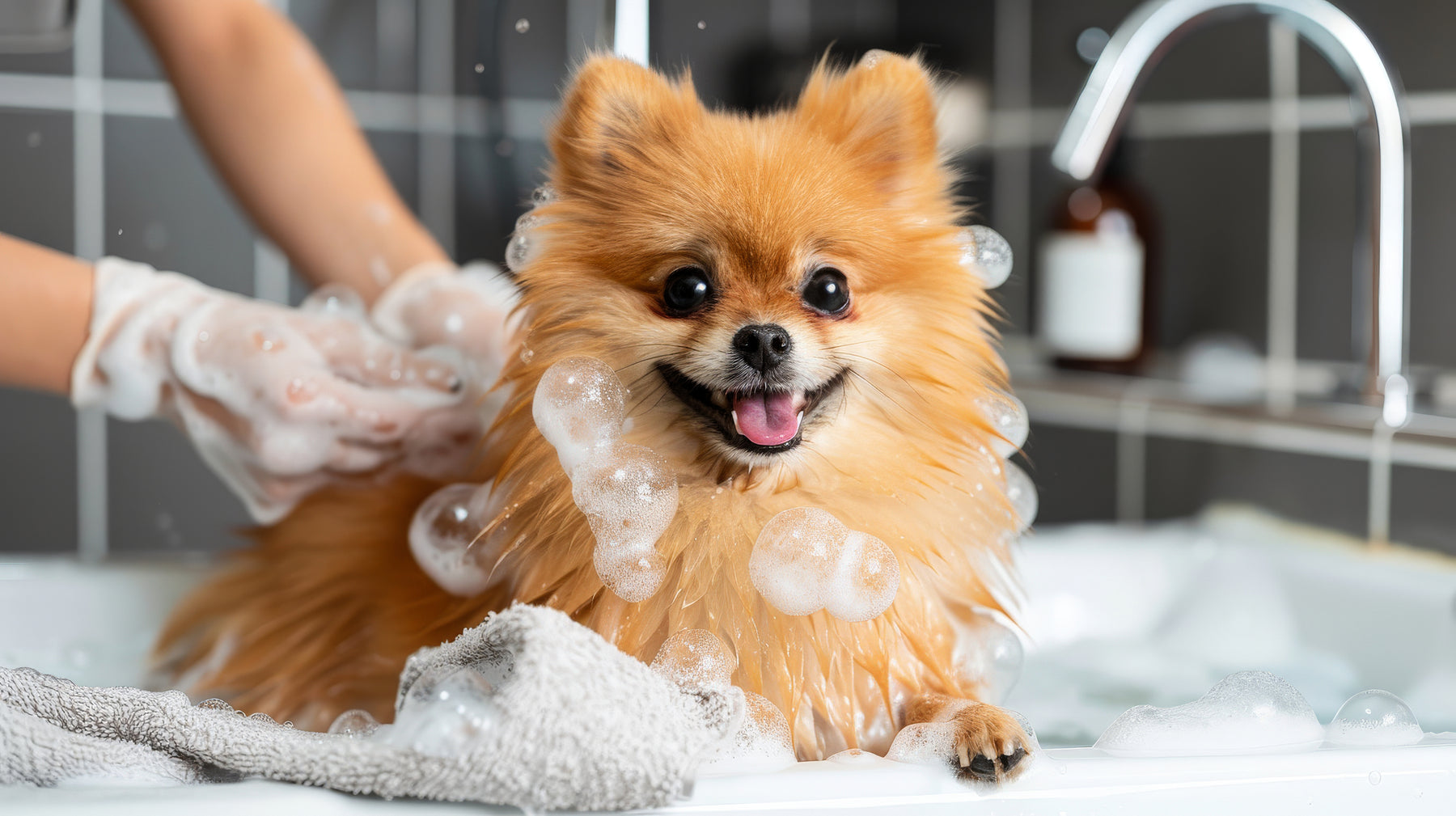 Tips for Picking the Best Grooming Essentials for your Dog