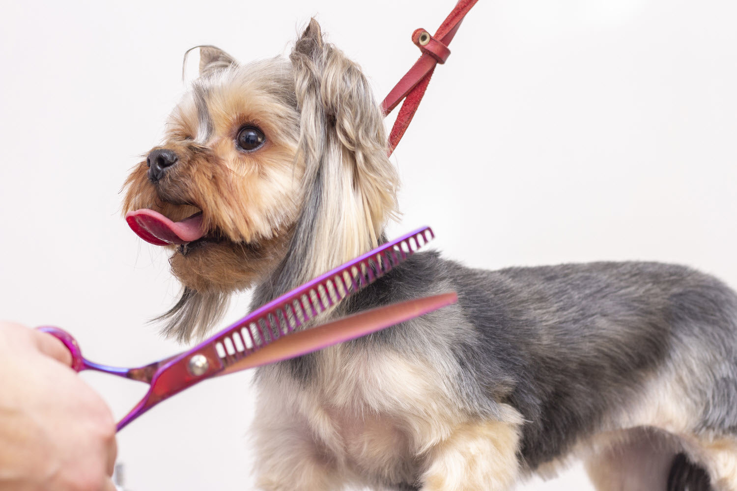 How to Choose the Right Brush or Comb for Your Dog