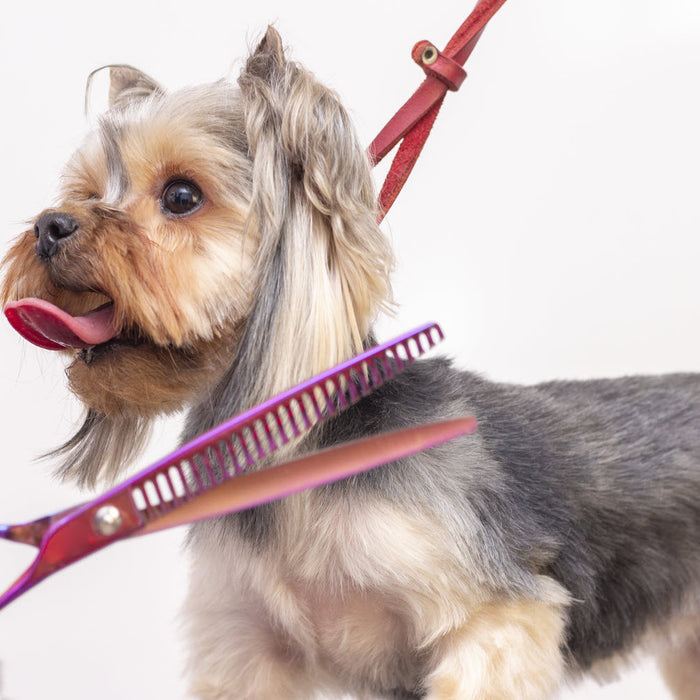 How to Choose the Right Brush or Comb for Your Dog