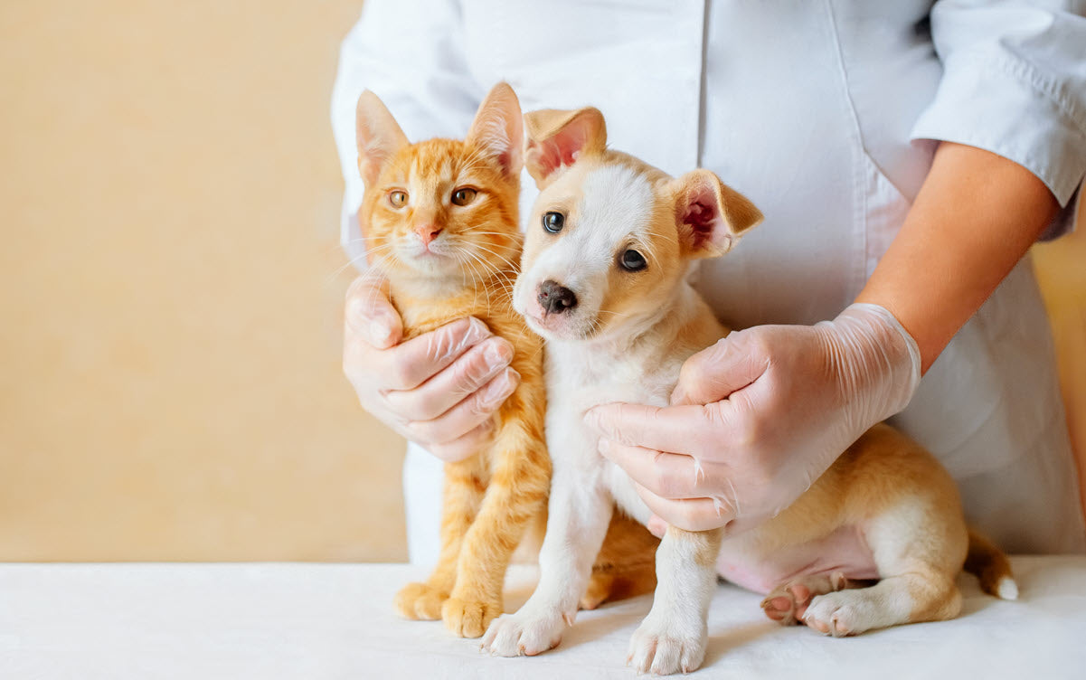 How to Enhance Immunity for My Pet