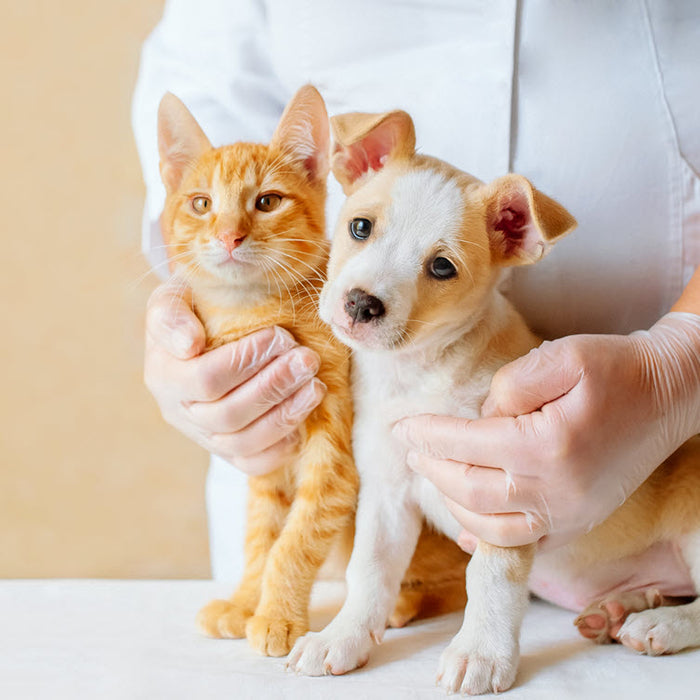 How to Enhance Immunity for My Pet