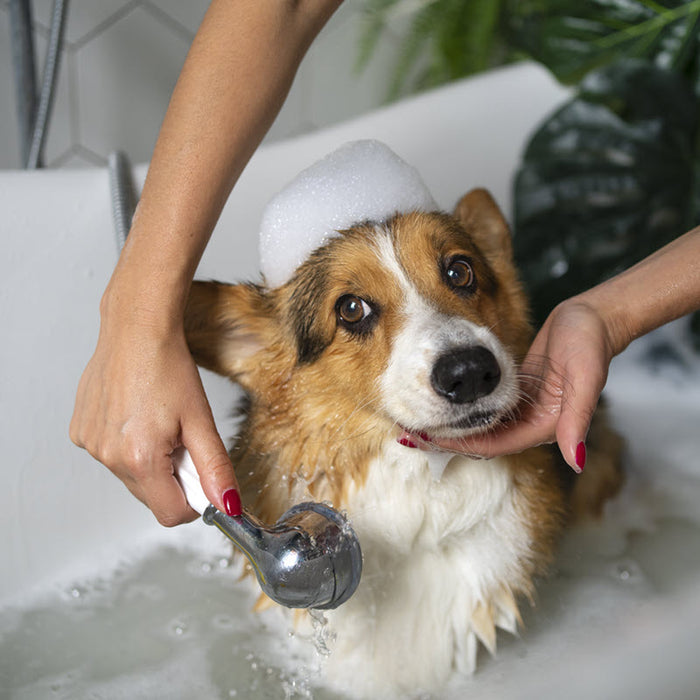 Golden Tips: Make Bath Time Less Stressful for Your Pet