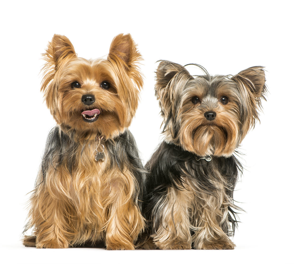 Dogs & Puppies — Singapore's Pet Proficient Online Pet Store I Online ...