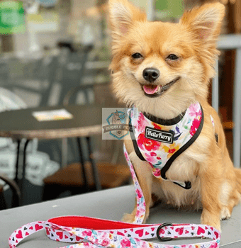 Hello Furry Reversible Heart Throb Dog Harness